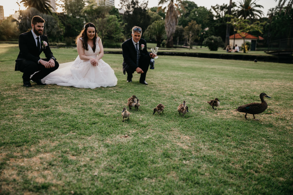 a group of ducklings came over to us