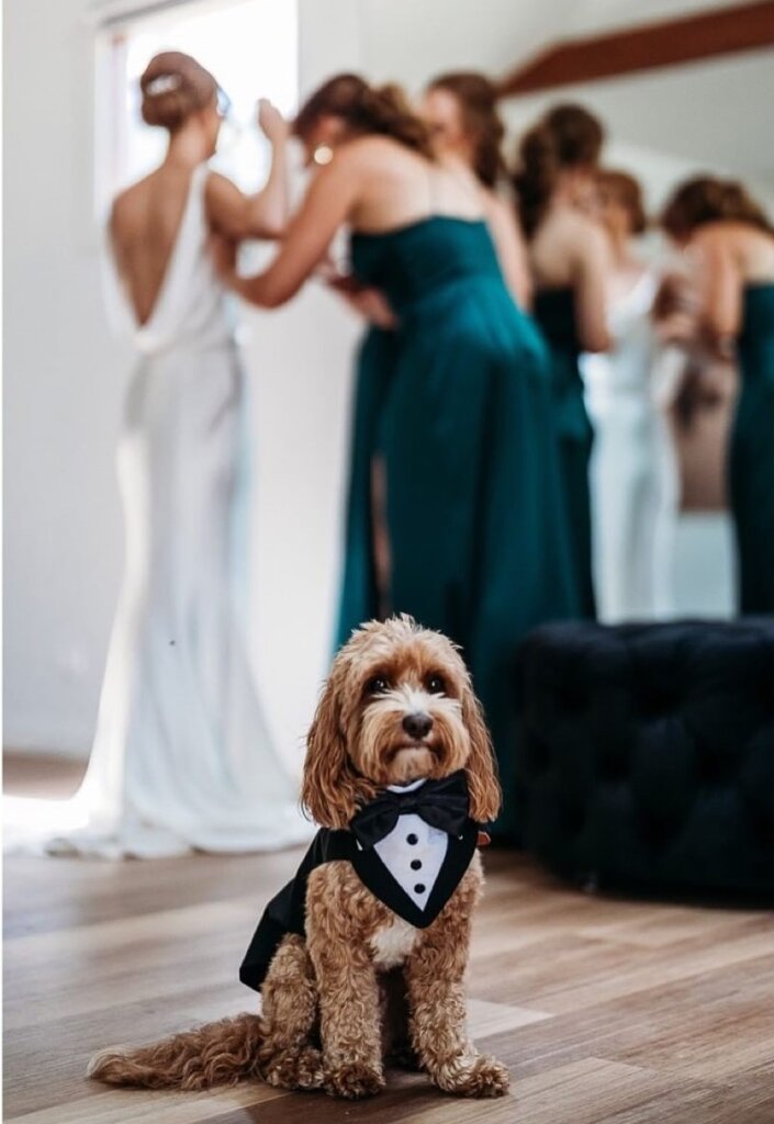 pet wedding ideas