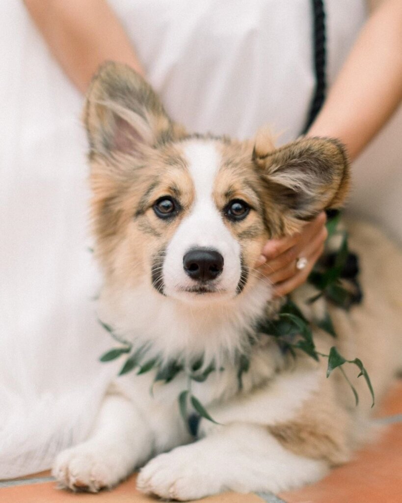 pet wedding ideas